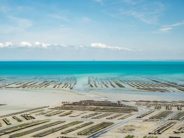 From France to Santa Catarina: how the oyster won over different cultures